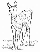 Llama Coloring Pages Cute Getcolorings Getdrawings Printable sketch template