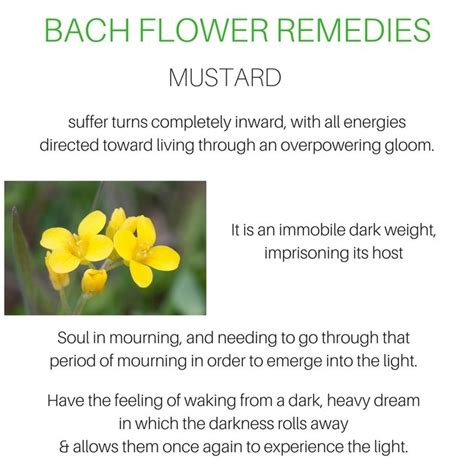 Pin By Sunshine R On Bach Flower Bach Flower Remedies