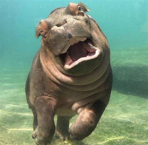psbattle  baby hippo rphotoshopbattles