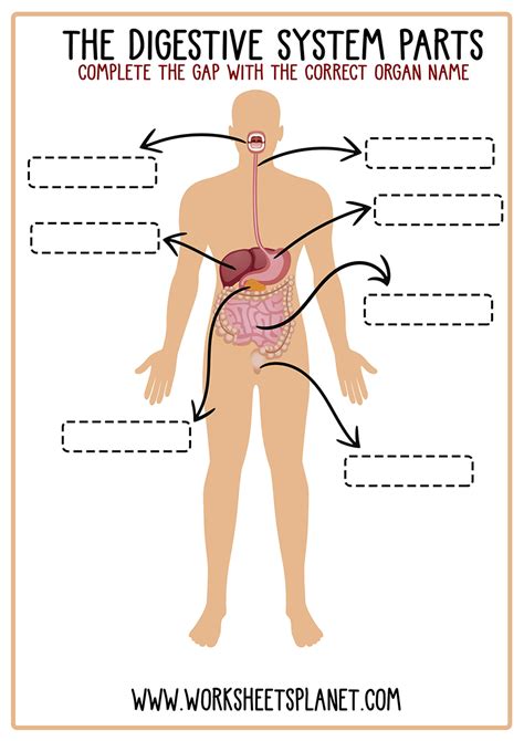 digestive system  kids diagram theory vocabulary