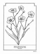 Coloring Pages Flowers Book Dover Flower Language Mandala Choose Board sketch template