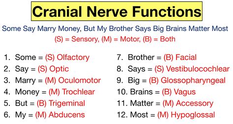 gebrechlich population motiv cranial nerves sensory  motor hymne