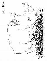 Rhinozeros Rhinoceros Nashorn Rino sketch template