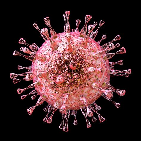 human cytomegalovirus photograph by kateryna kon science photo library