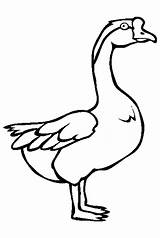 Goose Coloring Pages Animal Color Swan Animals Kids Endangered Printable Thecolor Gif Sheets Print sketch template