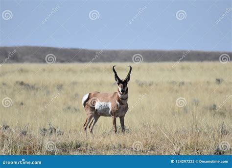 wyoming pronghorn antelope buck stock image image  moon chew