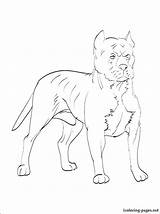 Coloring Pages Bull Terrier Getcolorings Pitbull sketch template