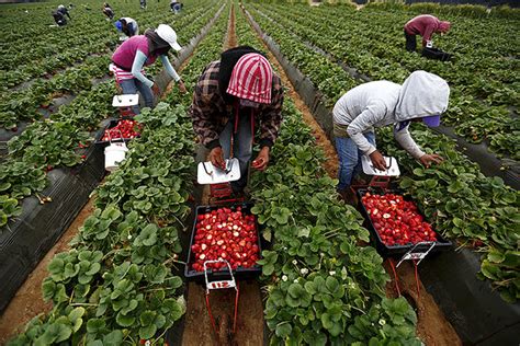 for mexico s migrant workers a push for cross border justice
