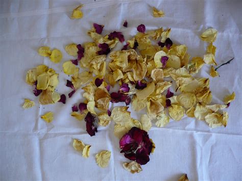 dried rose petals  cat   stock  deviantart