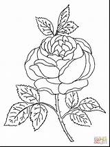 Rose Coloring Pages Roses Blossom Printable Drawing Color Detailed Bush Tattoo Skull Getdrawings Thorns Top Brunner Polyantha Cecile Colouring Flower sketch template