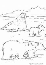 Coloring Arctic Pages Animals Tundra Polar Bear Christmas Mindfulness Color Printable Preschoolers Colouring Drawing Animal Sheets Getdrawings Ice Getcolorings Print sketch template