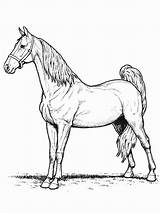 Horse Coloring Pages Palomino Print sketch template