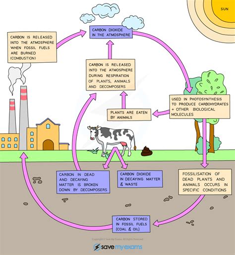 Gcse Science Physics The Carbon Cycle Carbon Cycle Gcse Science My
