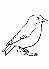 Sparrow Colouring sketch template