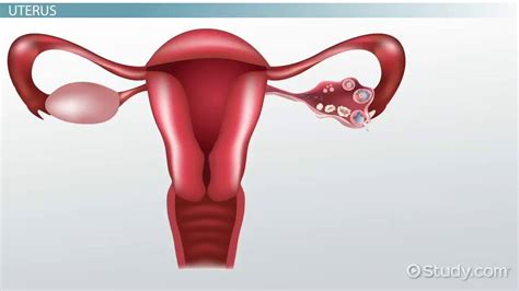 The Female Reproductive System Functions And Parts Video And Lesson