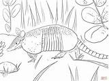 Armadillo Coloring Nine Banded Pages Printable Color Designlooter Main Animal Drawing Click Online 1536px 2048 92kb Skip sketch template