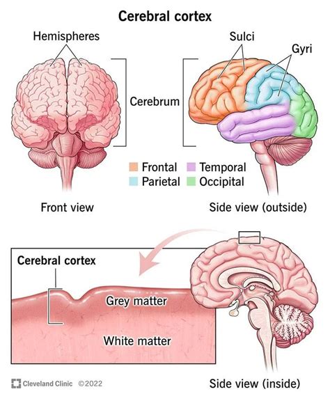 Cerebral Cortex What It Is Function And Location Cerebral Cortex