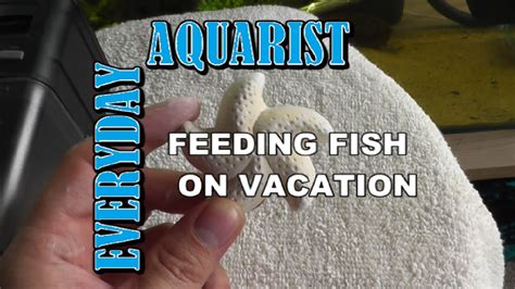 feed fish  vacation holiday youtube