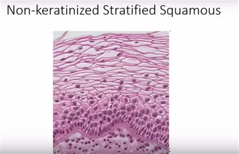 keratinized stratified squamous diagram quizlet