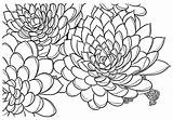Coloring Succulent Pages Succulentsandsunshine sketch template
