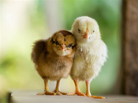 chick hatching curriculum