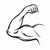 Arm Muscle Vector Strong Flexing Muscles Line Thin Clip Symbol Bicep Illustrations Clipart Flex Muscular Man Pose Vectors Illustration Strength sketch template