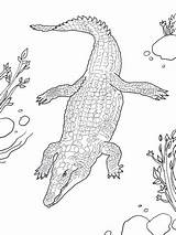 Crocodile Coloring Coccodrillo Colorare Nilo Nile Cocodrilo Disegni Nil Nilkrokodil Alligator Kostenlos Dessins sketch template