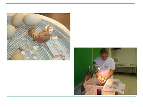 incubation process of chicken