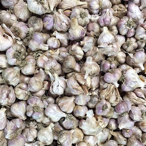 season organic garlic prime organics