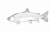 Trout Rainbow Coloring Template Pages Fish sketch template