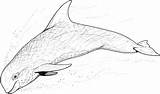 Whale Coloring Pages Dolphin Beluga Drawing Dolphins Cliparts Gif Wildlife Animals sketch template