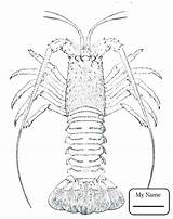 Coloring Crayfish Getdrawings Lobster sketch template