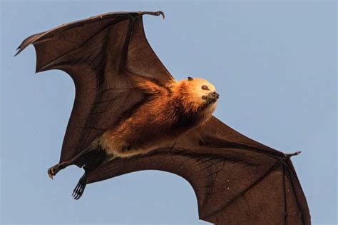 misunderstood flying fox could prove bat species demise warn