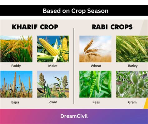 Classification Of Crops Total Growth Period And Terminologies Used