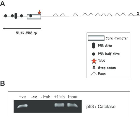 Rat Catalase Promoters Contain P53 Binding Sites Identified P53