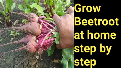 grow beetroot  seeds  update youtube