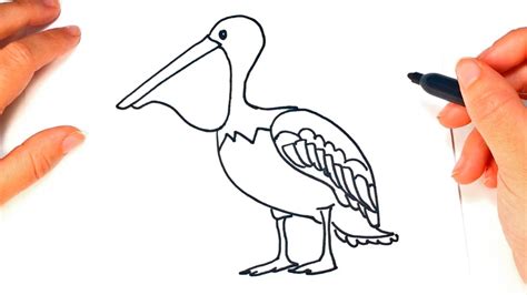 draw  pelican  kids pelican easy draw tutorial youtube