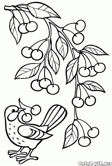 coloring page apple tree branch