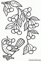 Branch Coloring Tree Apple Cherries Pages sketch template