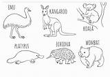 Echidna Activities Wombat Mammals Kangaroo Australiaday Viatico sketch template