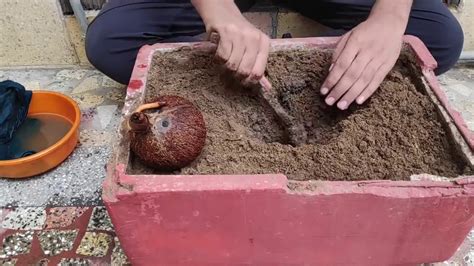 coconut tree  home   grow coconut youtube