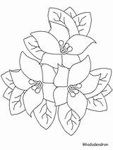 Coloring Pages Rhododendron Flowers Easily Print Kids sketch template