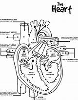 Heart Coloring Human Pages Key Skeleton Anatomy Color Printable Diagram Kids Template Cardiac Pencil Getcolorings Anatomi Sketch Large Getdrawings Choose sketch template