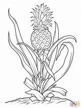 Pineapple Ananas Ausmalbilder Pineapples Frutta Supercoloring Ausmalbild Impressionante Pianta sketch template