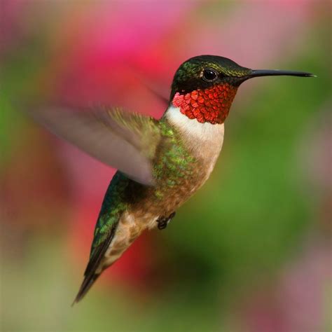 incredible hummingbird species      backyard