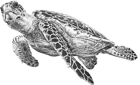 sea turtle drawings bing images sea turtle drawing sea turtle tattoo
