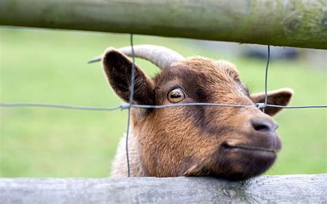Man Jailed After Admitting Sex With Goat Telegraph