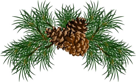 pine cone png image purepng  transparent cc png image library