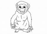 Chimpanzee Coloring Pages Printable Kids Bestcoloringpagesforkids sketch template
