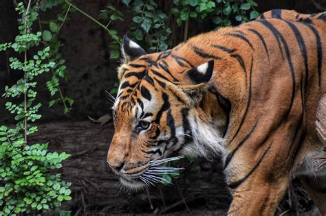 royal bengal tiger closeup photo